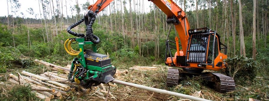 Procesadora eucalipto sector forestal